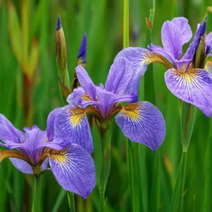 Wild Blue Iris Seeds - Rocky Mountain Iris (Iris missouriensis) - 25 Seeds - Image 4