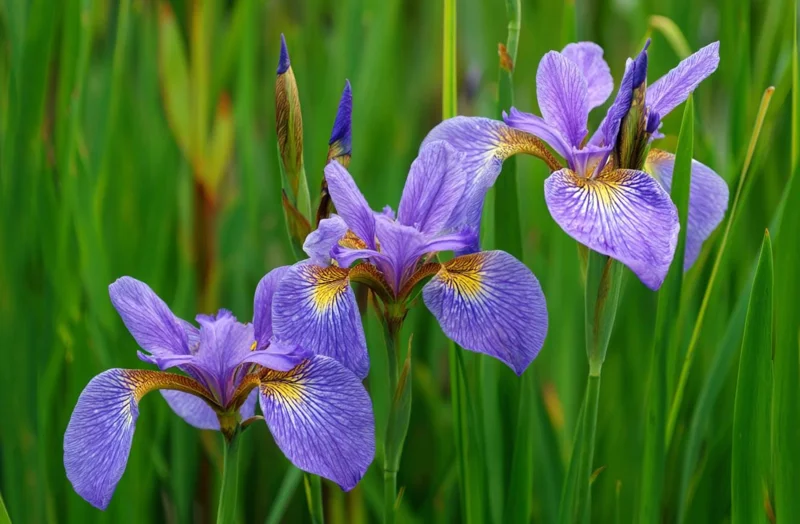 Wild Blue Iris Seeds - Rocky Mountain Iris (Iris missouriensis) - 25 Seeds - Image 4