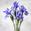 Wild Blue Iris Seeds - Rocky Mountain Iris (Iris missouriensis) - 25 Seeds - Image 1