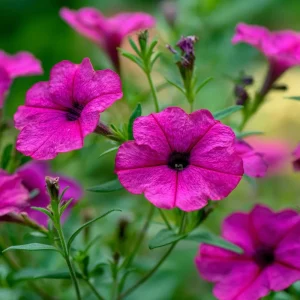 Wild Petunia Seeds - 250 Colorful Hardy Blooms, Easy Annual for Gardens - Image 3