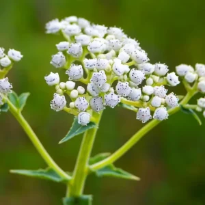 Wild Quinine Seeds - American Feverfew Medicinal Herb - 50 Seeds - Attracts Pollinators - Image 2