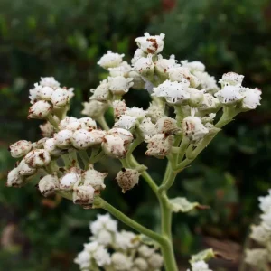 Wild Quinine Seeds - American Feverfew Medicinal Herb - 50 Seeds - Attracts Pollinators - Image 3