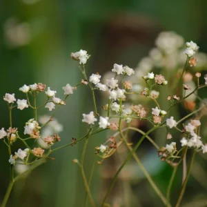 Wild Quinine Seeds - American Feverfew Medicinal Herb - 50 Seeds - Attracts Pollinators - Image 4
