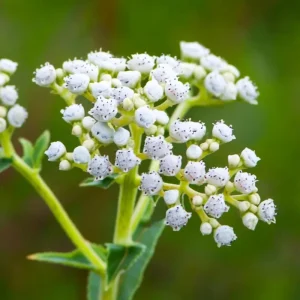 Wild Quinine Seeds - American Feverfew Medicinal Herb - 50 Seeds - Attracts Pollinators - Image 5