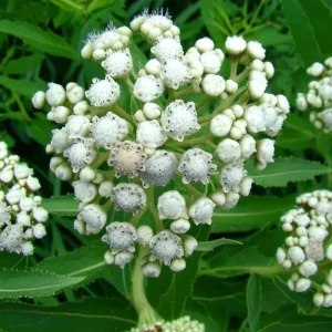 Wild Quinine Seeds - American Feverfew Medicinal Herb - 50 Seeds - Attracts Pollinators - Image 6