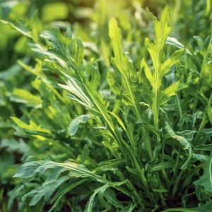 Wild Rocket Arugula Seeds - 300 Slow-Bolt Heirloom Leafy Green Seeds - Image 4