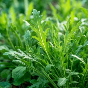 Wild Rocket Arugula Seeds - 300 Slow-Bolt Heirloom Leafy Green Seeds - Image 6