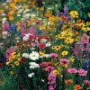 Wildflower Seeds Dry Land Mix – 1000 Drought Tolerant Seeds for Pollinators - Image 1
