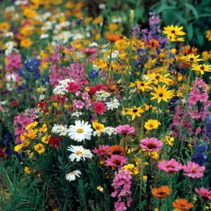 Wildflower Seeds Dry Land Mix – 1000 Drought Tolerant Seeds for Pollinators - Image 1