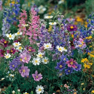 Wildflower Seeds Partial Shade Mix - 1000 Seeds for Pollinator Gardens - Image 1