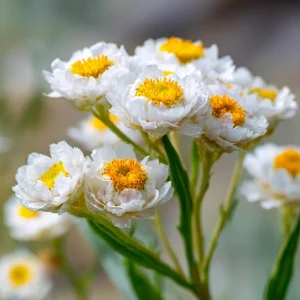 Winged Everlasting Seeds - Ammobium Alatum Flower Seeds, 100 Seeds - Image 2
