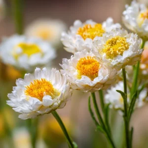 Winged Everlasting Seeds - Ammobium Alatum Flower Seeds, 100 Seeds - Image 4