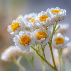 Winged Everlasting Seeds - Ammobium Alatum Flower Seeds, 100 Seeds - Image 5