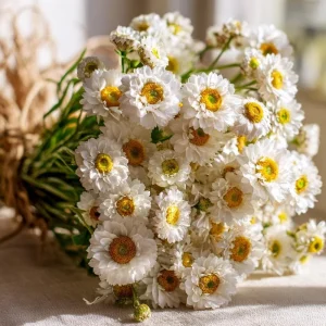 Winged Everlasting Seeds - Ammobium Alatum Flower Seeds, 100 Seeds - Image 1