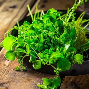 Winter Purslane (Miner's Lettuce) Seeds - 100 Cold-Hardy Heirloom Greens - Image 2