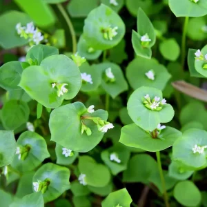 Winter Purslane (Miner's Lettuce) Seeds - 100 Cold-Hardy Heirloom Greens - Image 1