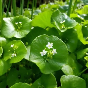 Winter Purslane (Miner's Lettuce) Seeds - 100 Cold-Hardy Heirloom Greens - Image 3