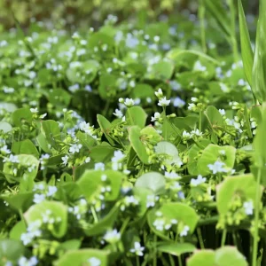 Winter Purslane (Miner's Lettuce) Seeds - 100 Cold-Hardy Heirloom Greens - Image 4