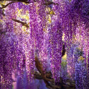 Wisteria Seeds - 5 Pack Fragrant Cascading Vine for Outdoor Gardens - Image 2