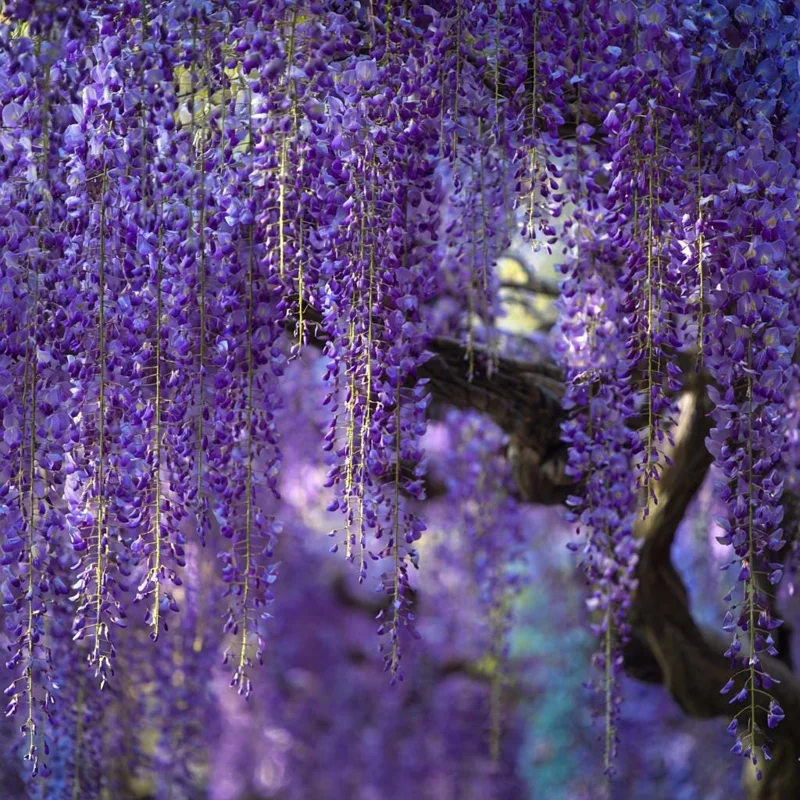 Wisteria Seeds - 5 Pack Fragrant Cascading Vine for Outdoor Gardens - Image 3