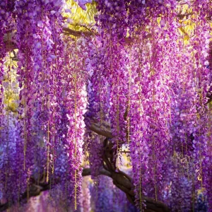 Wisteria Seeds - 5 Pack Fragrant Cascading Vine for Outdoor Gardens - Image 4