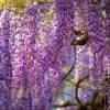 Wisteria Seeds - 5 Pack Fragrant Cascading Vine for Outdoor Gardens - Image 1