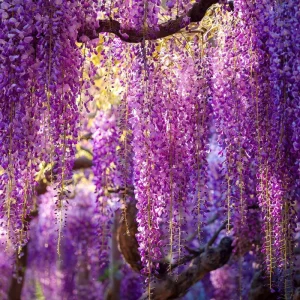 Wisteria Seeds - 5 Pack Fragrant Cascading Vine for Outdoor Gardens - Image 5