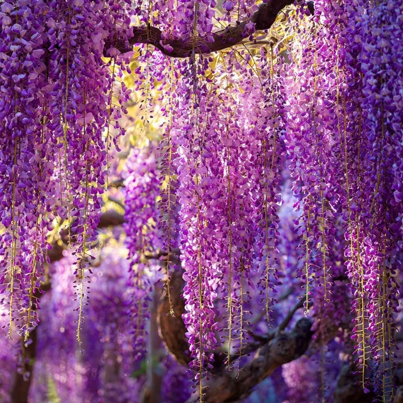 Wisteria Seeds - 5 Pack Fragrant Cascading Vine for Outdoor Gardens - Image 5