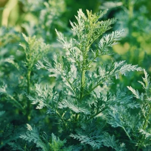 Wormwood Seeds - 100 Count Heirloom Artemisia absinthium Medicinal Aromatic Plant - Image 4