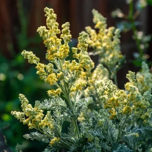 Wormwood Seeds - 100 Count Heirloom Artemisia absinthium Medicinal Aromatic Plant - Image 5