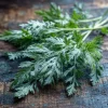Wormwood Seeds - 100 Count Heirloom Artemisia absinthium Medicinal Aromatic Plant - Image 1
