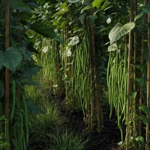 Yard Long Bean Seeds - 15 Seeds, Easy-to-Grow Asian Vegetable for Gardens - Image 3