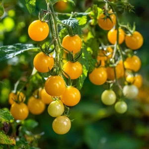 Yellow Gooseberry Tomato Seeds - Sweet Heirloom Cherry Tomatoes - 25 Seeds - Image 2