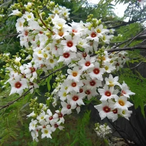 Yellow Horn Seeds – Hardy Ornamental Tree Seeds – Edible Nuts & Spring Blossoms – 5 Seeds - Image 2