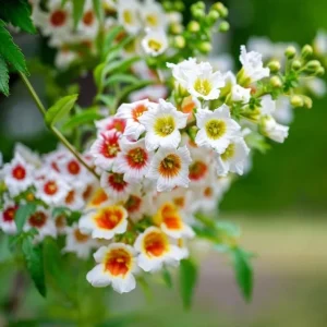 Yellow Horn Seeds – Hardy Ornamental Tree Seeds – Edible Nuts & Spring Blossoms – 5 Seeds - Image 3