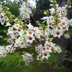 Yellow Horn Seeds – Hardy Ornamental Tree Seeds – Edible Nuts & Spring Blossoms – 5 Seeds - Image 4