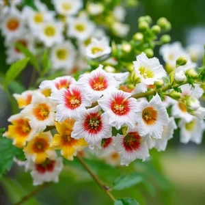 Yellow Horn Seeds – Hardy Ornamental Tree Seeds – Edible Nuts & Spring Blossoms – 5 Seeds - Image 5