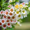Yellow Horn Seeds – Hardy Ornamental Tree Seeds – Edible Nuts & Spring Blossoms – 5 Seeds - Image 1