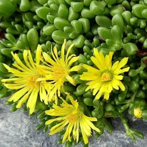 Yellow Ice Plant Live Plant - 4