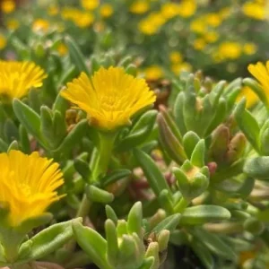 Yellow Ice Plant Live Plant - 4