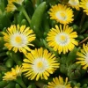 Yellow Ice Plant Live Plant - 4" Pot - Drought-Tolerant Ground Cover - Image 1