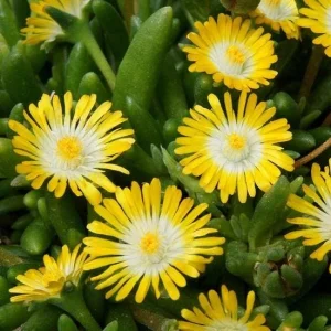 Yellow Ice Plant Live Plant - 4" Pot - Drought-Tolerant Ground Cover - Image 1