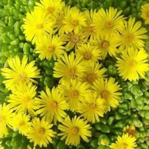 Yellow Ice Plant Live Plant - 4