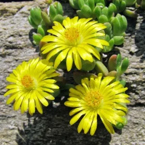 Yellow Ice Plant Live Plant - 4