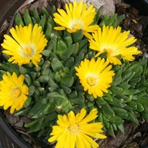 Yellow Ice Plant Live Plant - 4