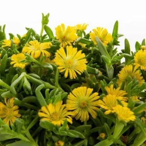 Yellow Ice Plant Live Plant - 4