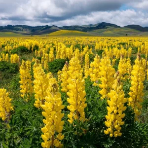 Yellow Lupine Seeds - 50 Count - Lupinus Densiflorus - Pollinator Friendly, Easy Grow - Image 2