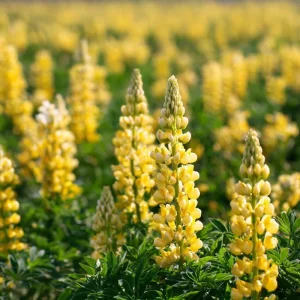 Yellow Lupine Seeds - 50 Count - Lupinus Densiflorus - Pollinator Friendly, Easy Grow - Image 3