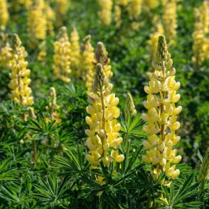 Yellow Lupine Seeds - 50 Count - Lupinus Densiflorus - Pollinator Friendly, Easy Grow - Image 4