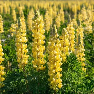 Yellow Lupine Seeds - 50 Count - Lupinus Densiflorus - Pollinator Friendly, Easy Grow - Image 1